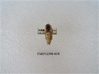 藏品(銀肩枯葉蛾)的圖片